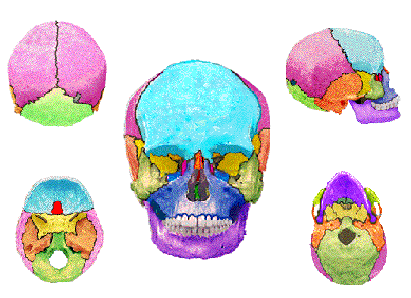 ภาพแสดงกระดูกหลายๆชิ้นประกอบเป็นกะโหลกศีรษะ (จาก http://www.csuchico.edu/anth/Module/skull.html)